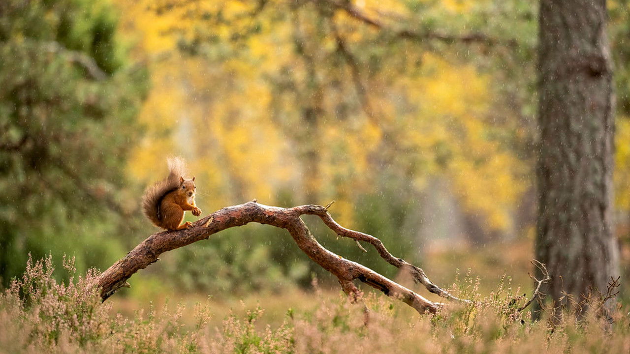 Autumnwatch — Épisode 3