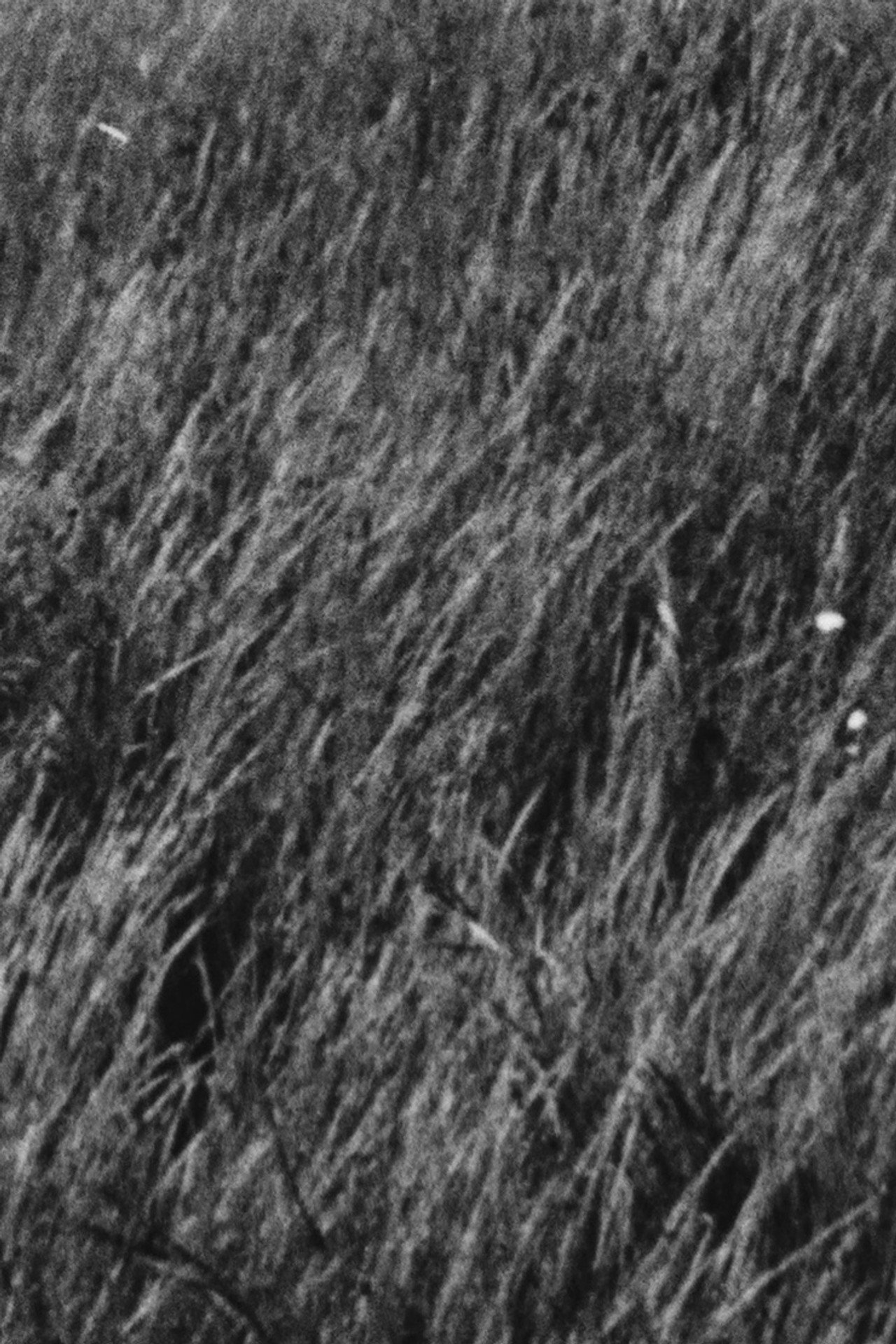 Grass filmaffisch