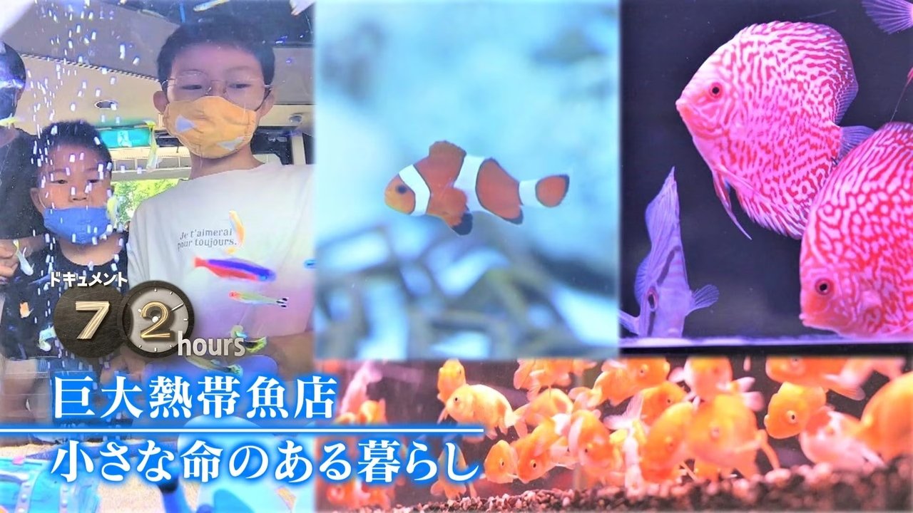 Document 72 Hours - Season 12 Episode 17 : Giant Tropical Fish Store: A Life with Small Lives