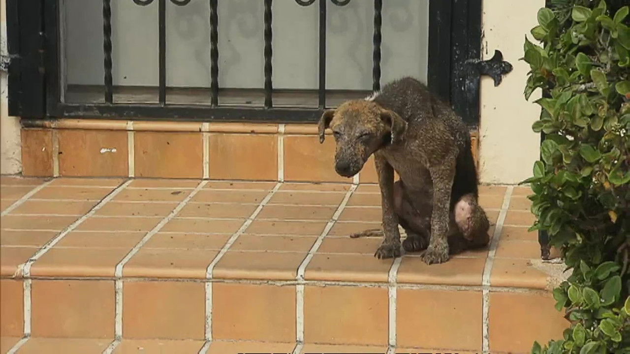 Animal Cops : Miami — Épisode 3