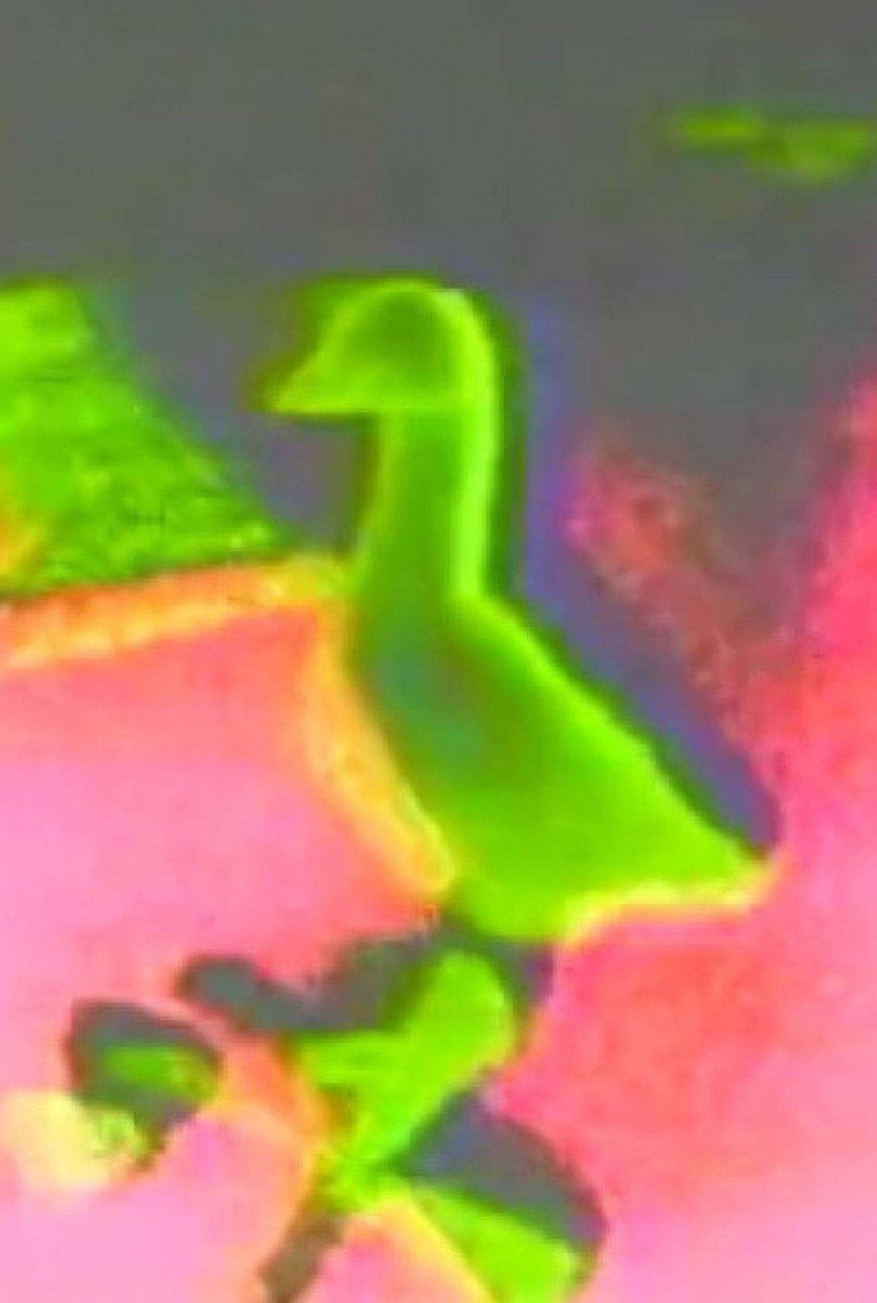 Duck Talk filmaffisch