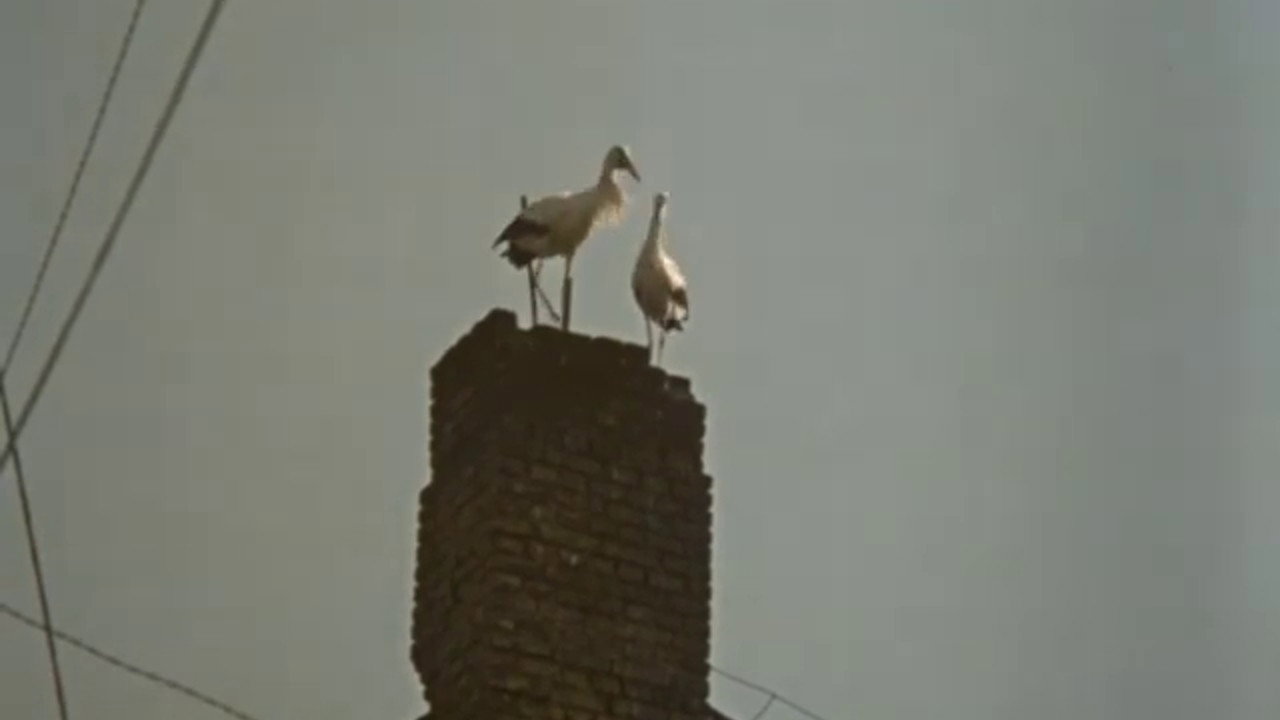 The Roof still 5