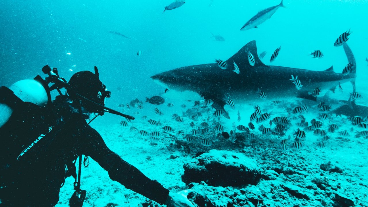 Shark Queens backdrop