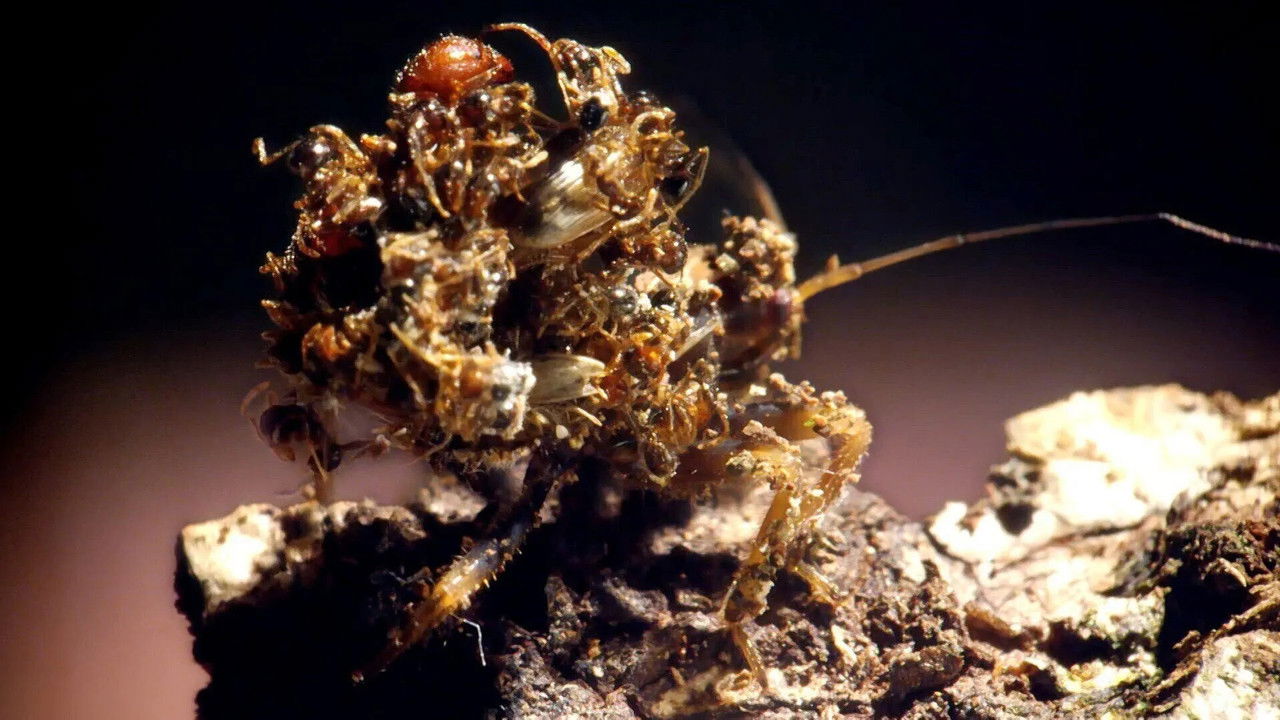 Drôle de nature — Grenouilles Mutantes