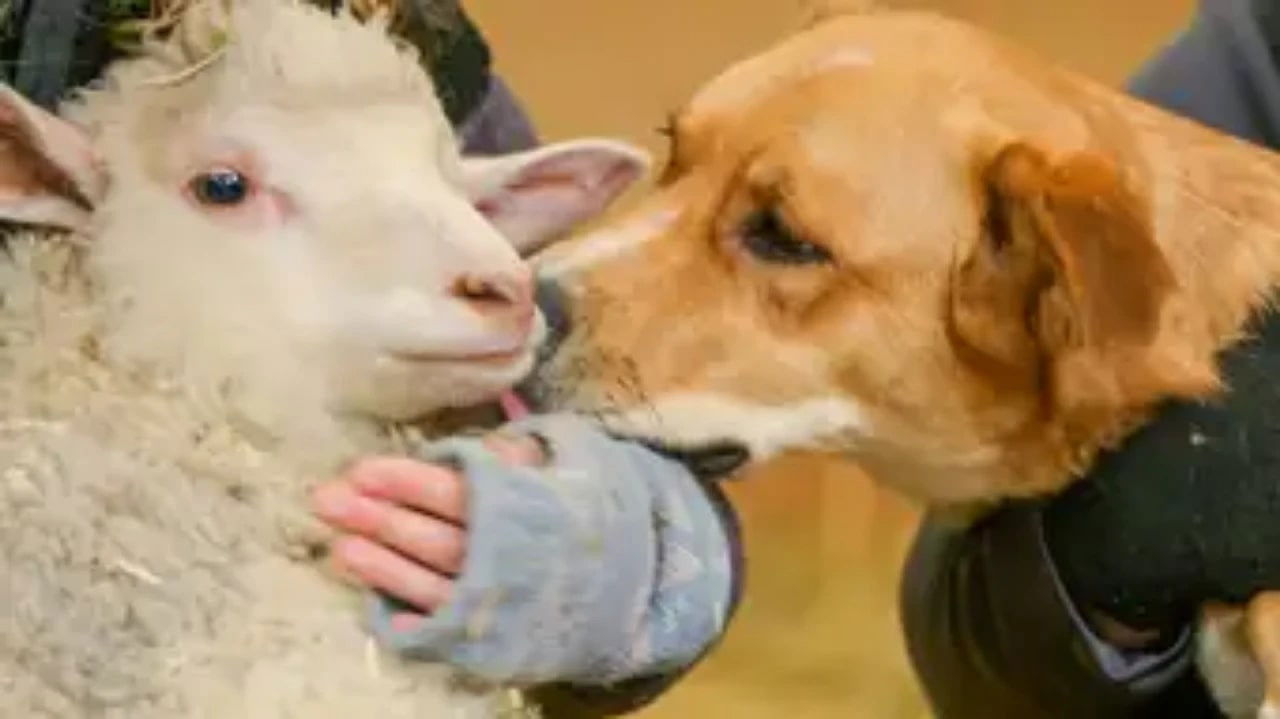 The Wizard of Paws - Season 5 Episode 4 : Two Peas in a Pod