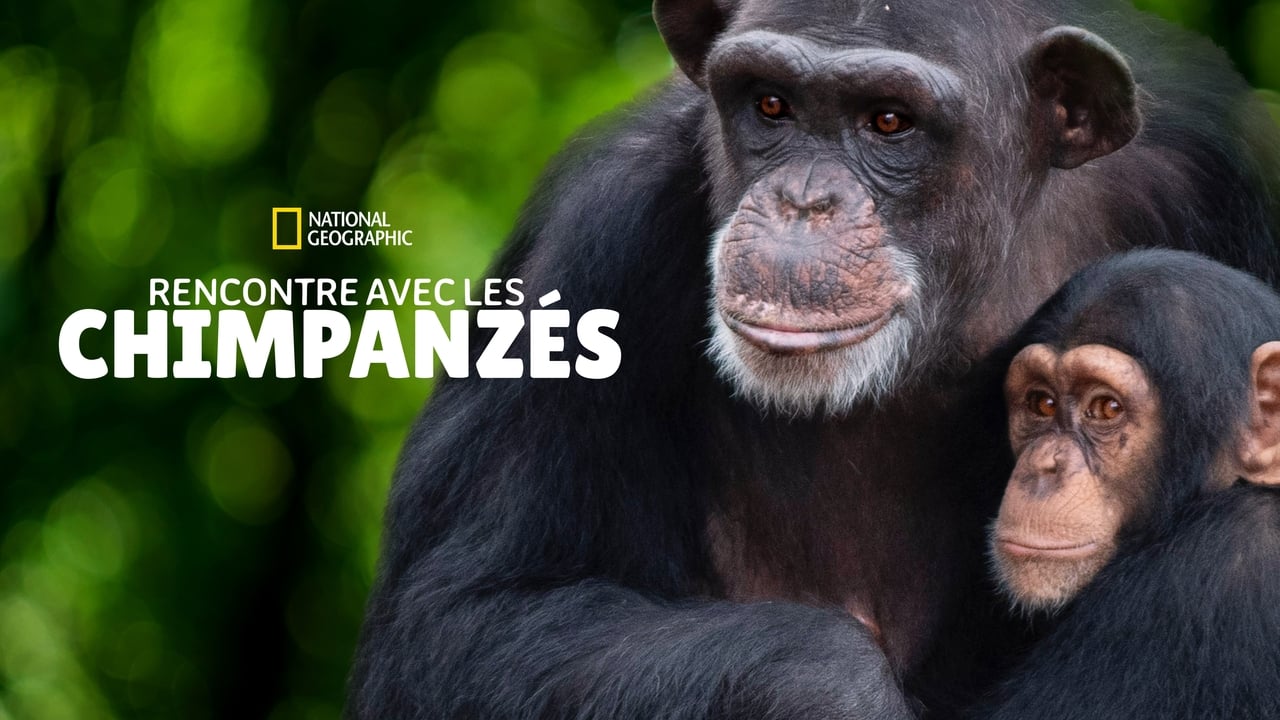 Rencontre avec les Chimpanzés background