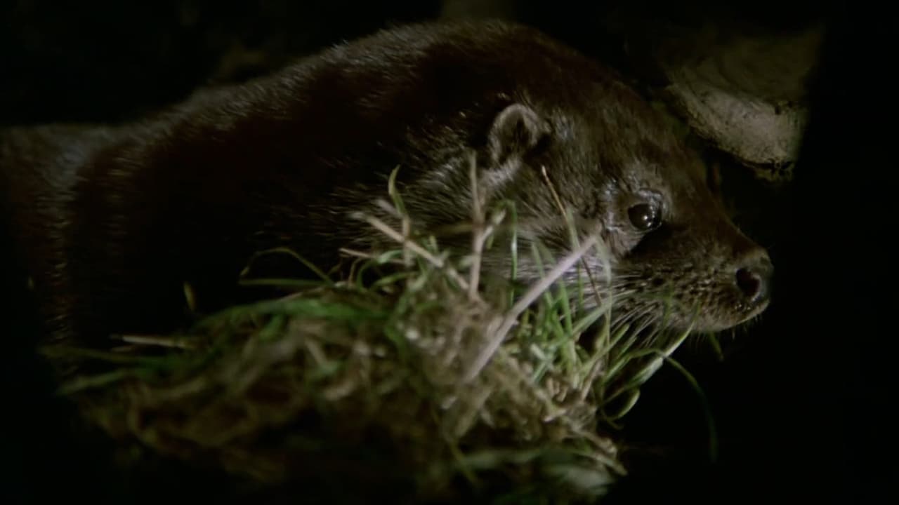 Tarka the Otter (1979)