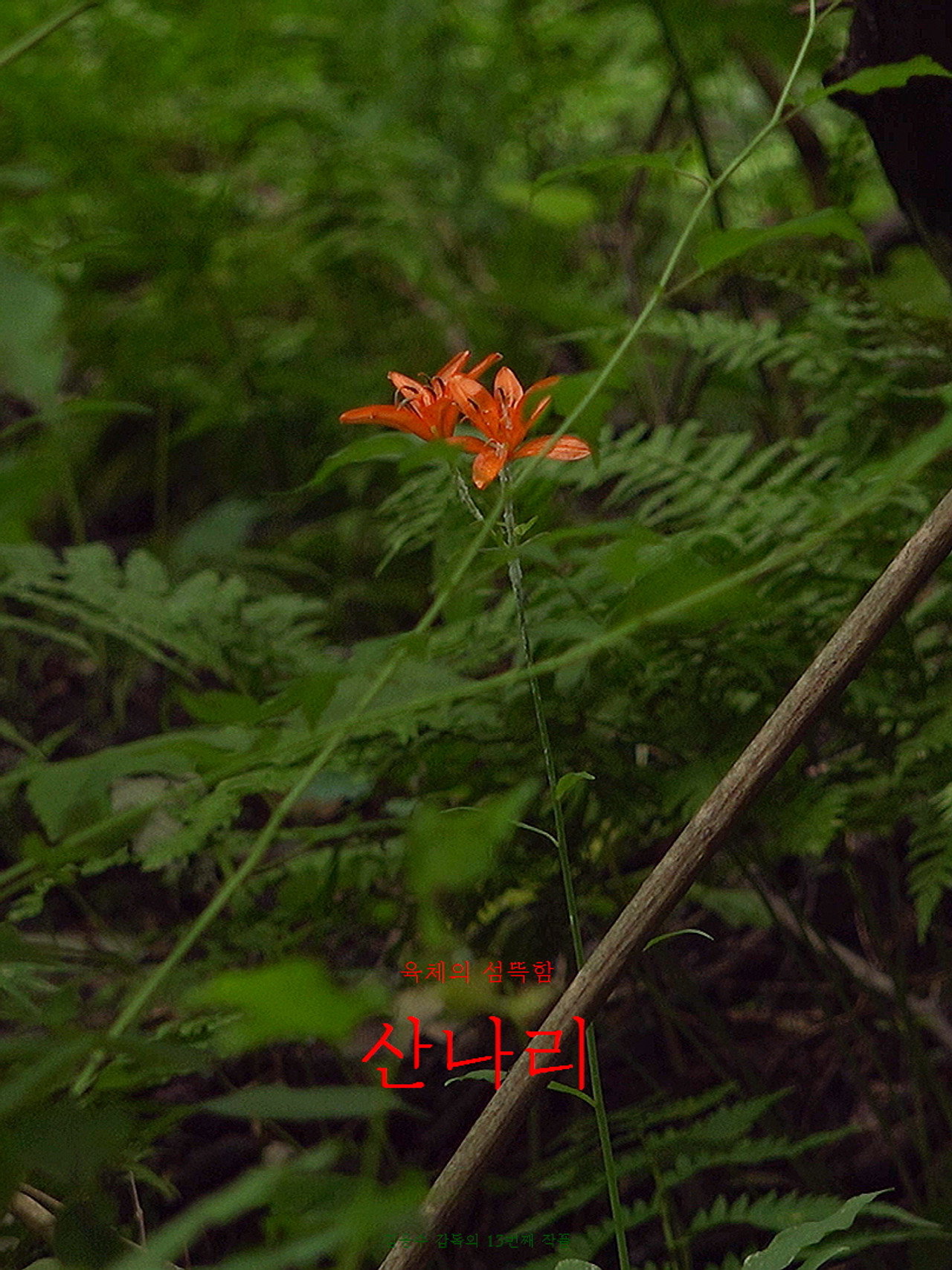 산나리 filmaffisch