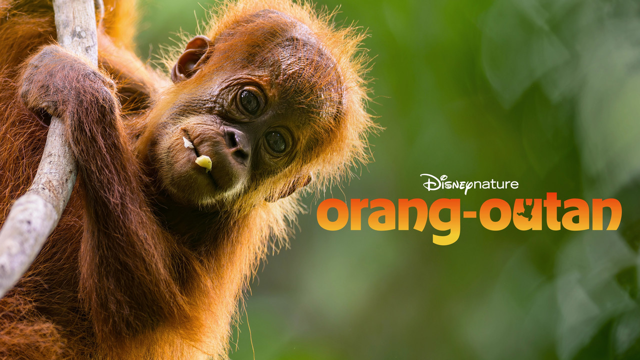 Orangutan backdrop