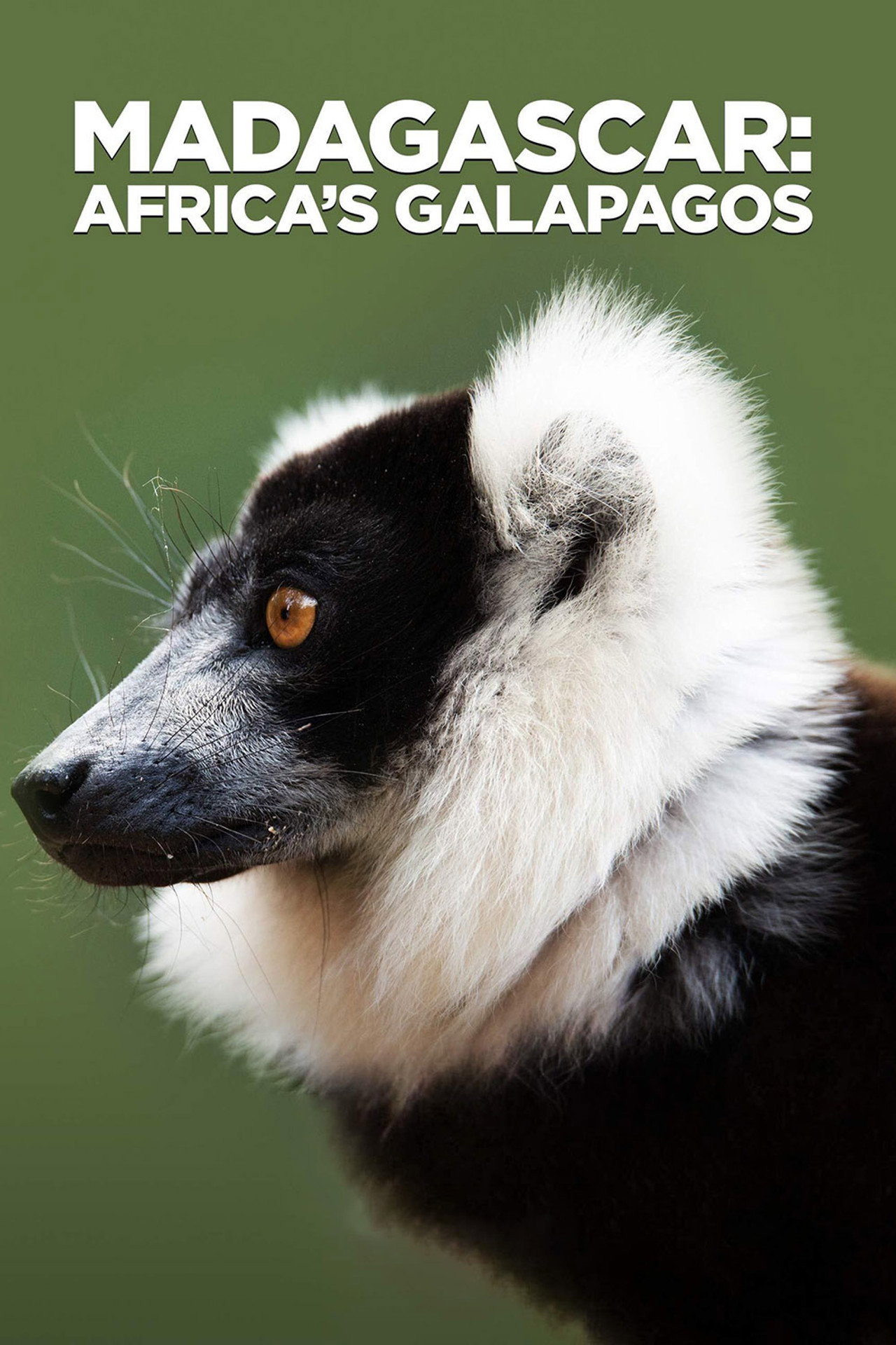 Madagaszkár Afrika Galapagosa – plakát 5