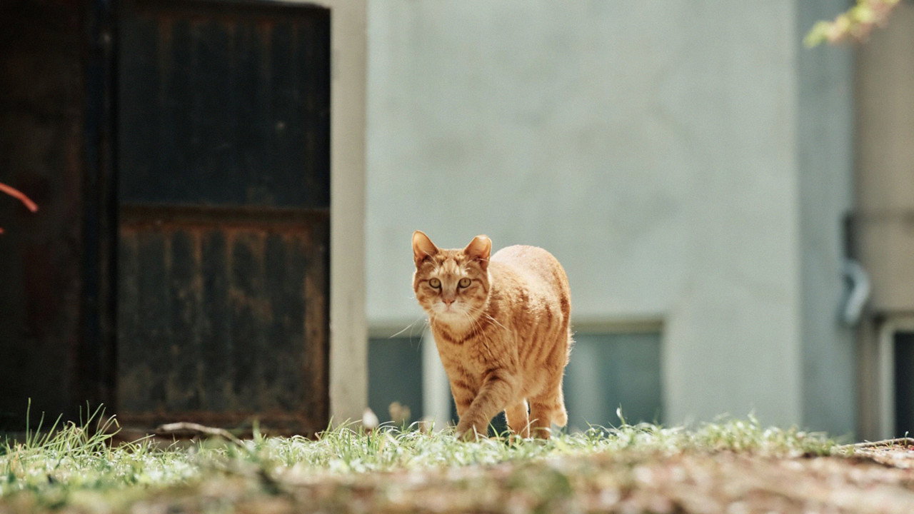 Cats' Apartment still 3