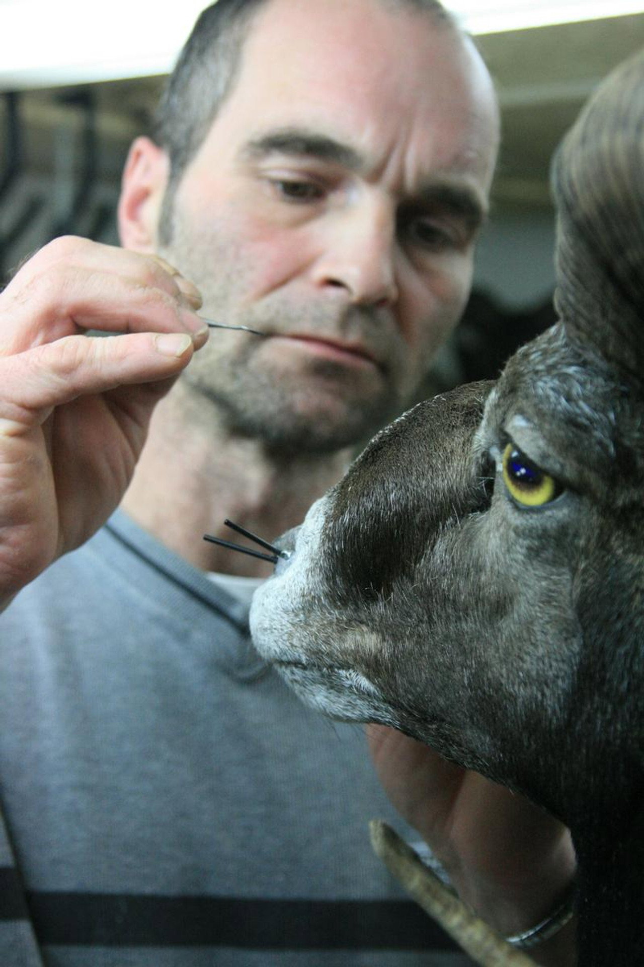 Taxidermist filmaffisch