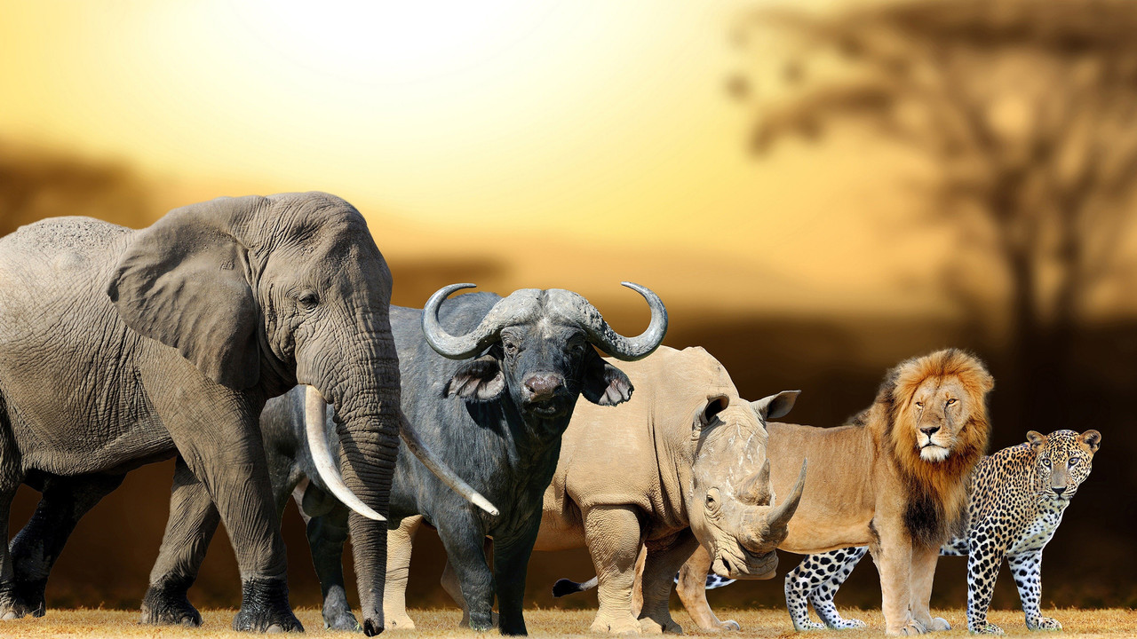 Africa's Big Five