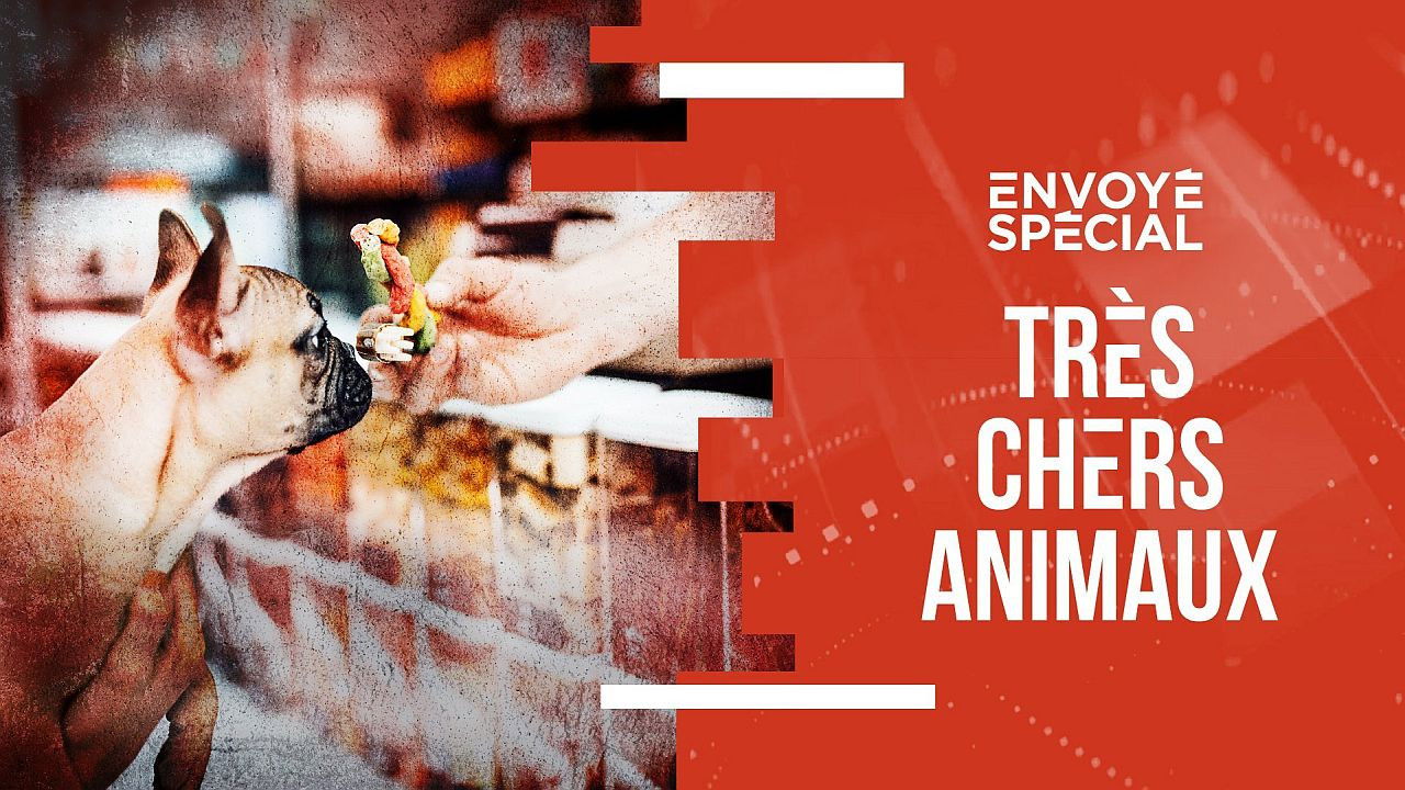 Envoyé Spécial — Très chers animaux / Les anges gardiens des animaux / Recherche : le sacrifice des singes