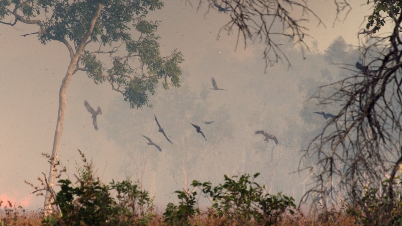 Une année sauvage autour de la terre background