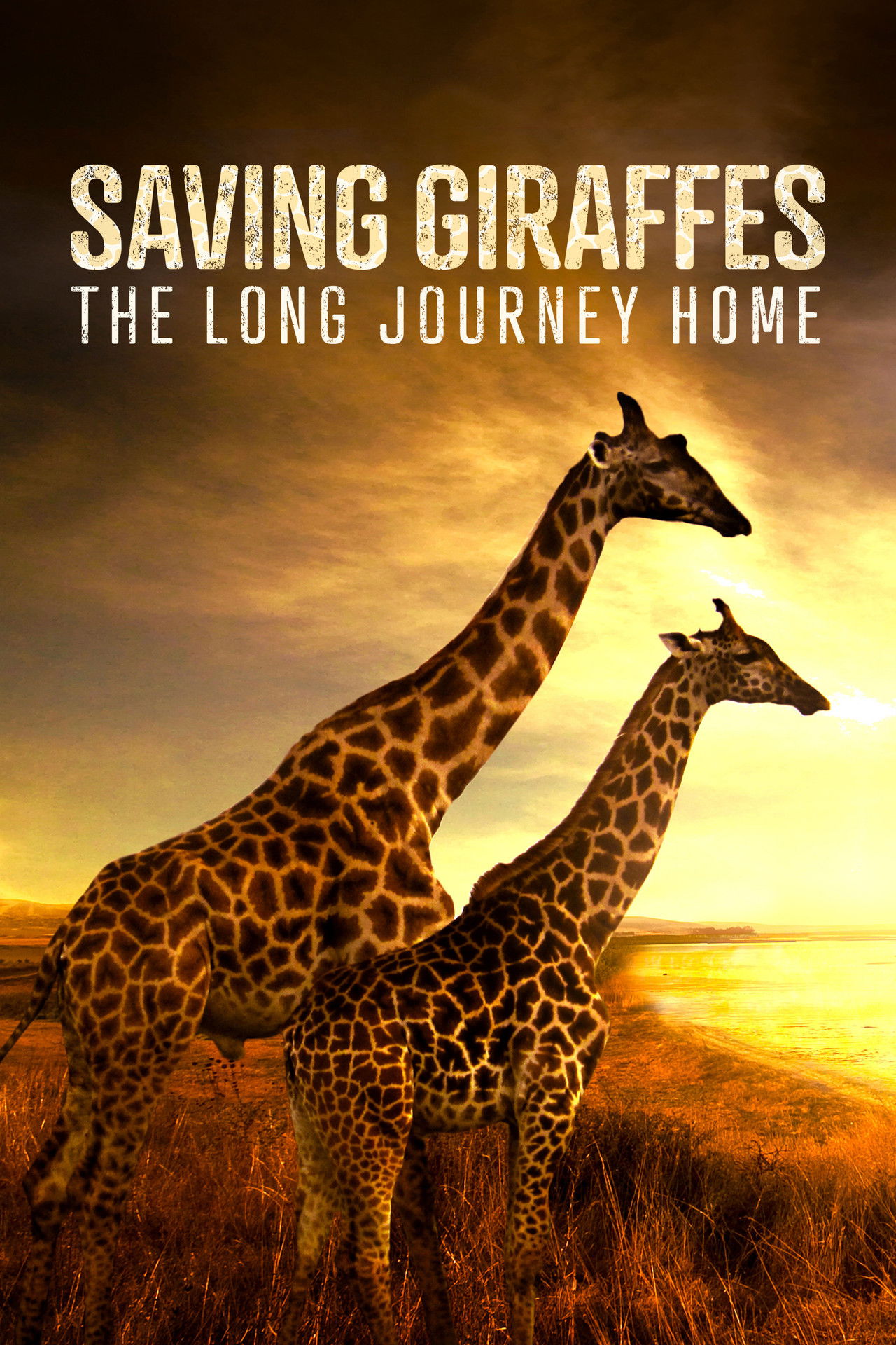 Saving Giraffes: The Long Journey Home poster
