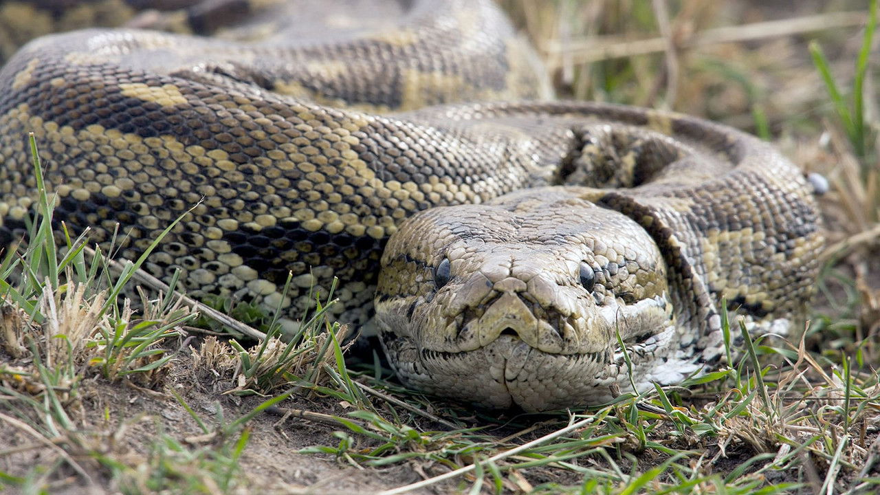La Mort au bout des crocs — Serpents venimeux d’Afrique