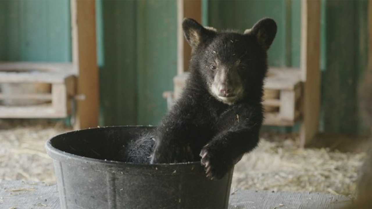 Cub Camp — Épisode 2