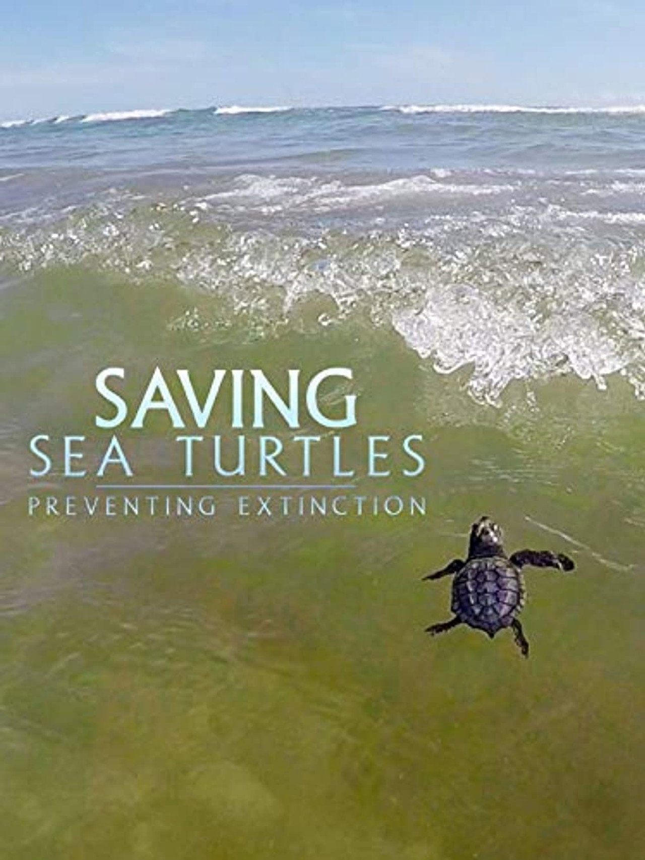 Saving Sea Turtles: Preventing Extinction filmaffisch