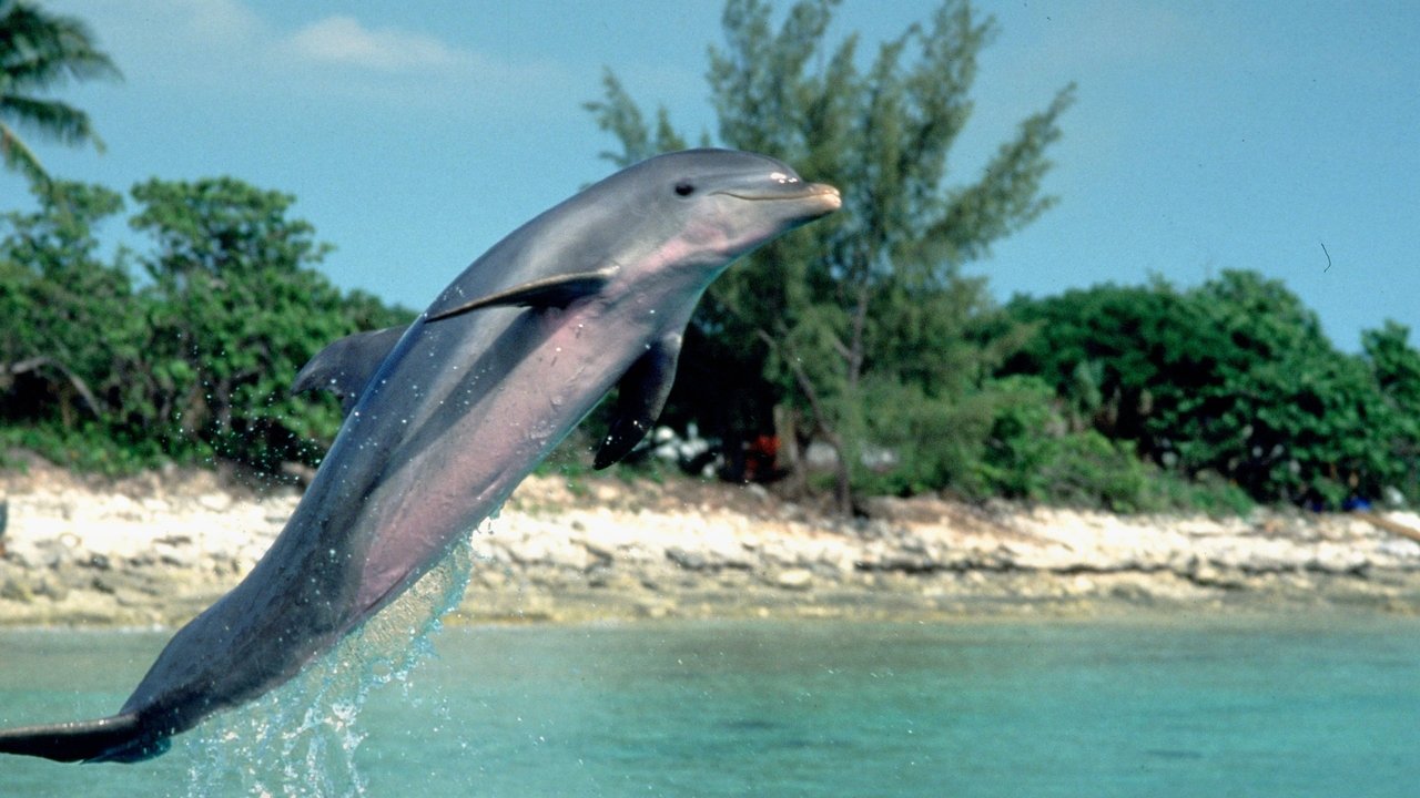 Cast and Crew of Flipper