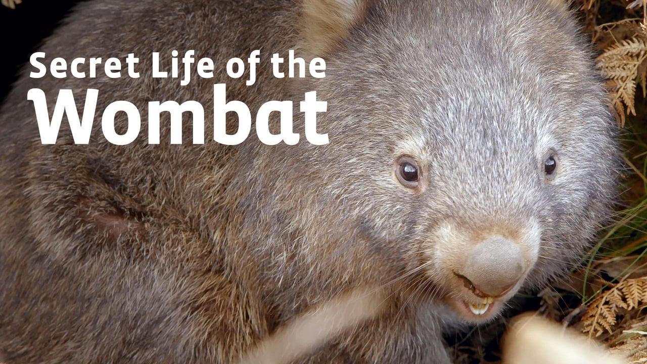 Secret Life of the Wombat background