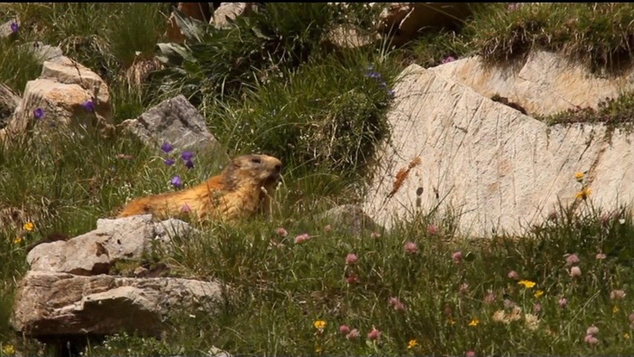 If I Were a Marmot