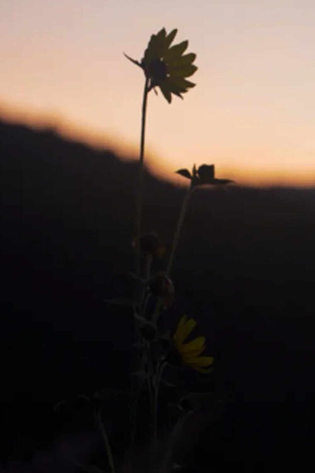The Dawn Chorus The Dawn Chorus