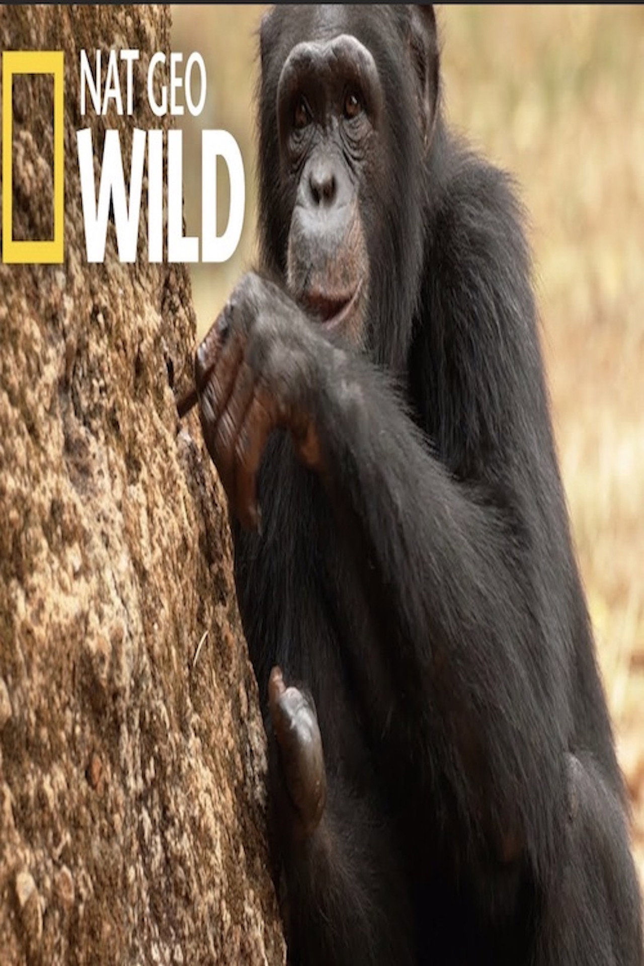 Chimp School poster