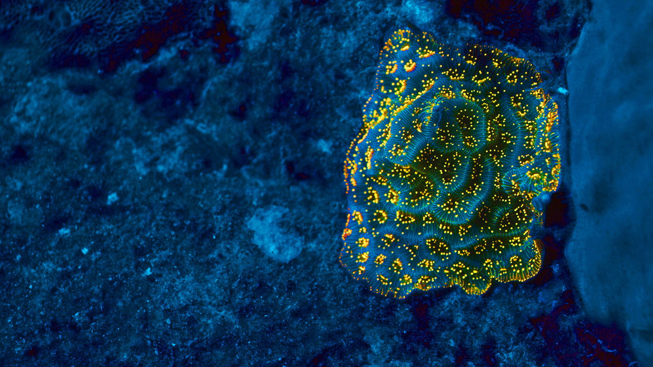 Ocean’s Breath still 6