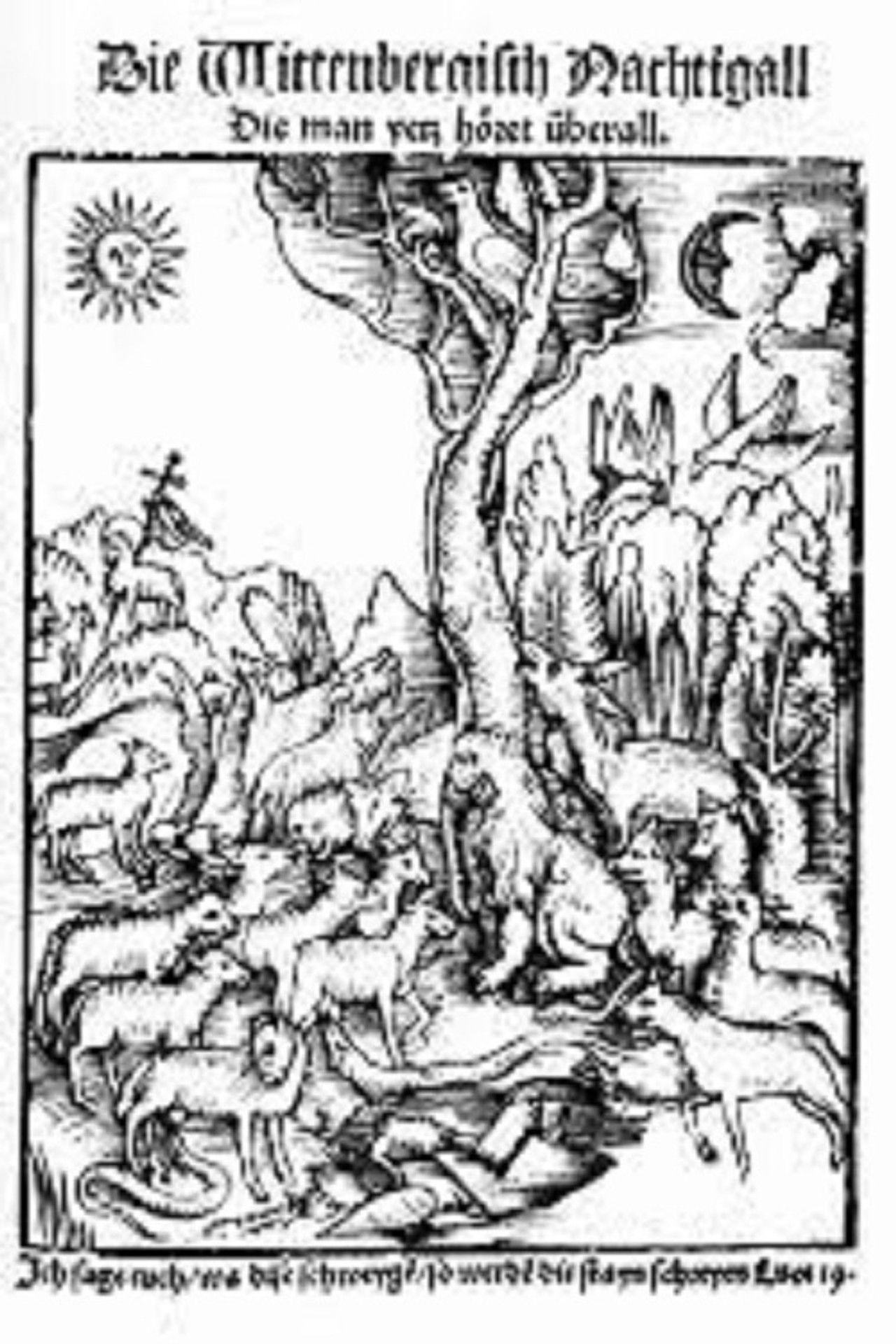 The Wittenberg Nightingale Backdrop