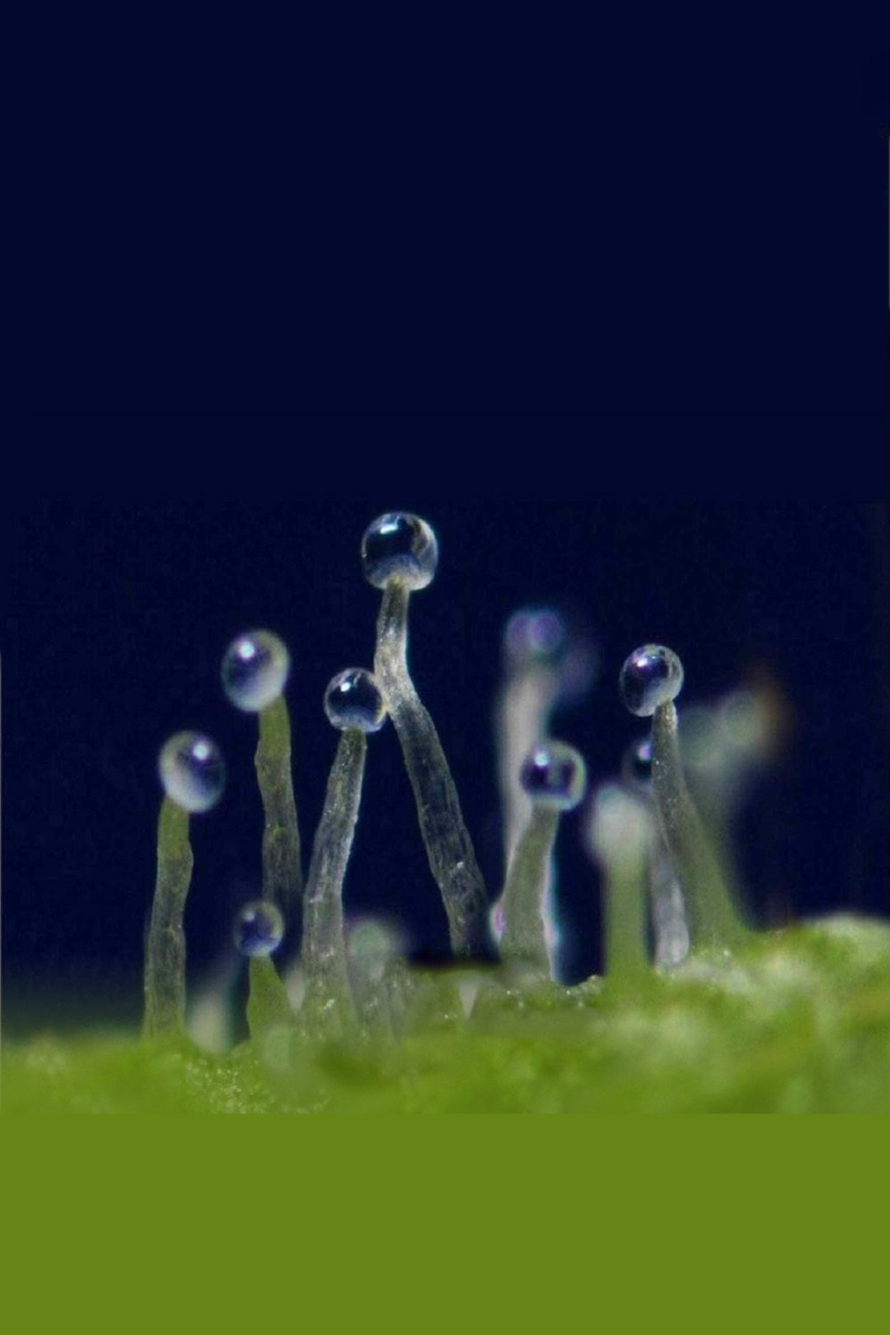 Mi van, ha a kannabisz gyógyítja a rákot? – plakát 3