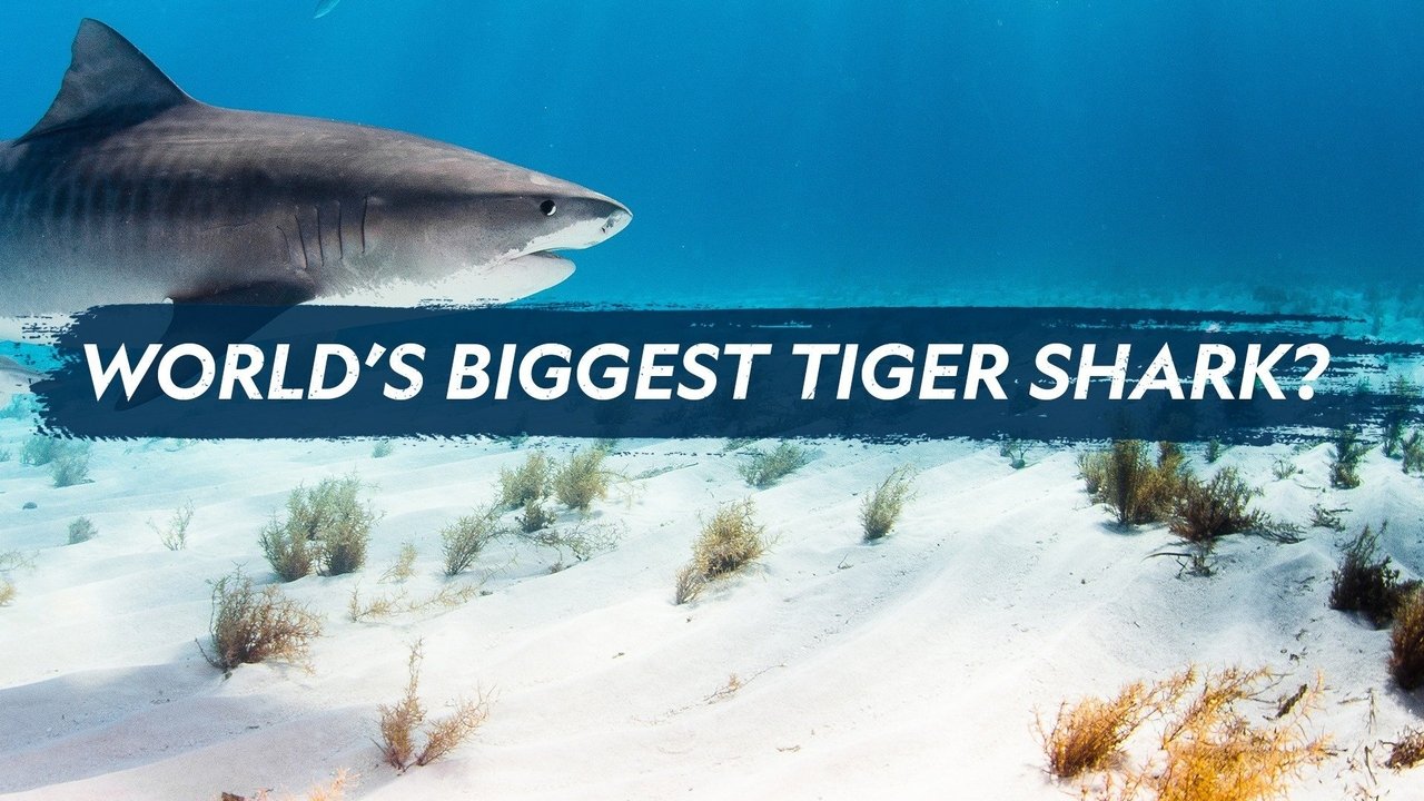 World's Biggest Tiger Shark background