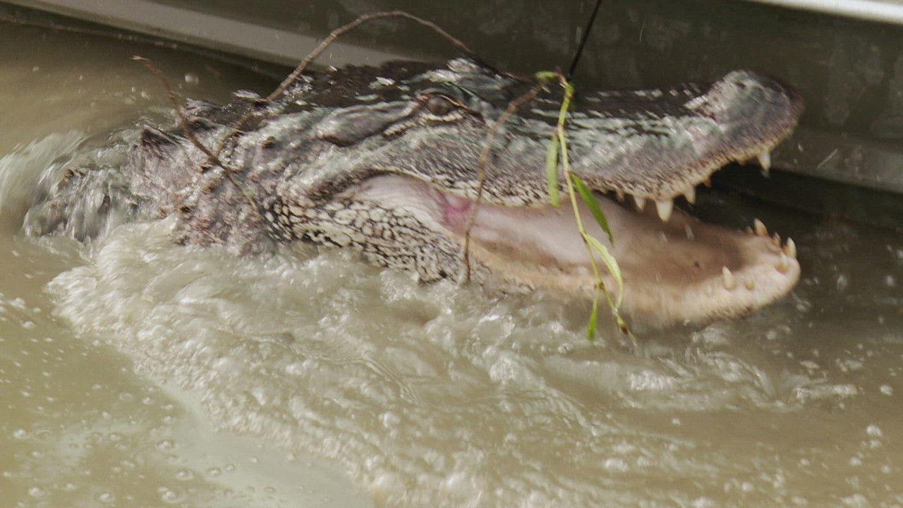 Swamp People - Season 15 Episode 7 : Chasing a Legend