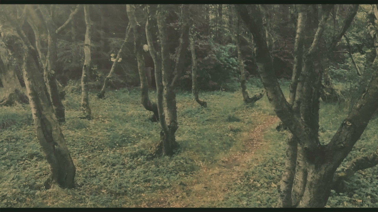 The Woods