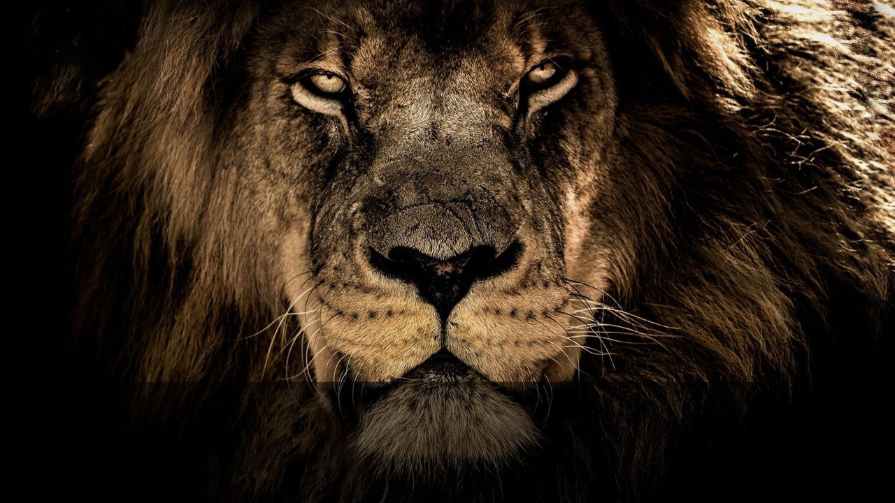 Big Cats