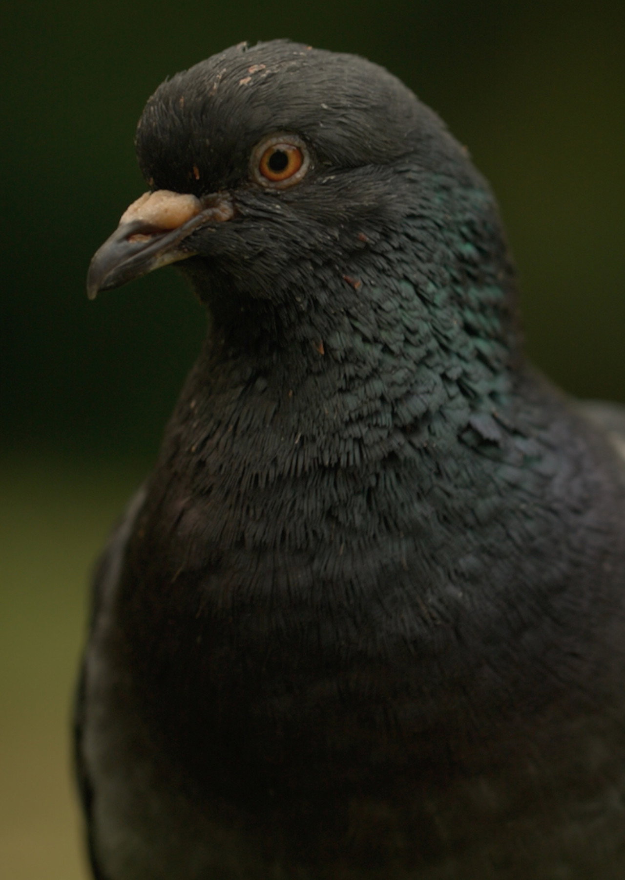 Deformed Pigeon Feet filmaffisch