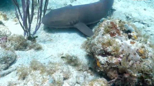 Supervivientes - Season 18 Episode 59 : Resumen Diario #31