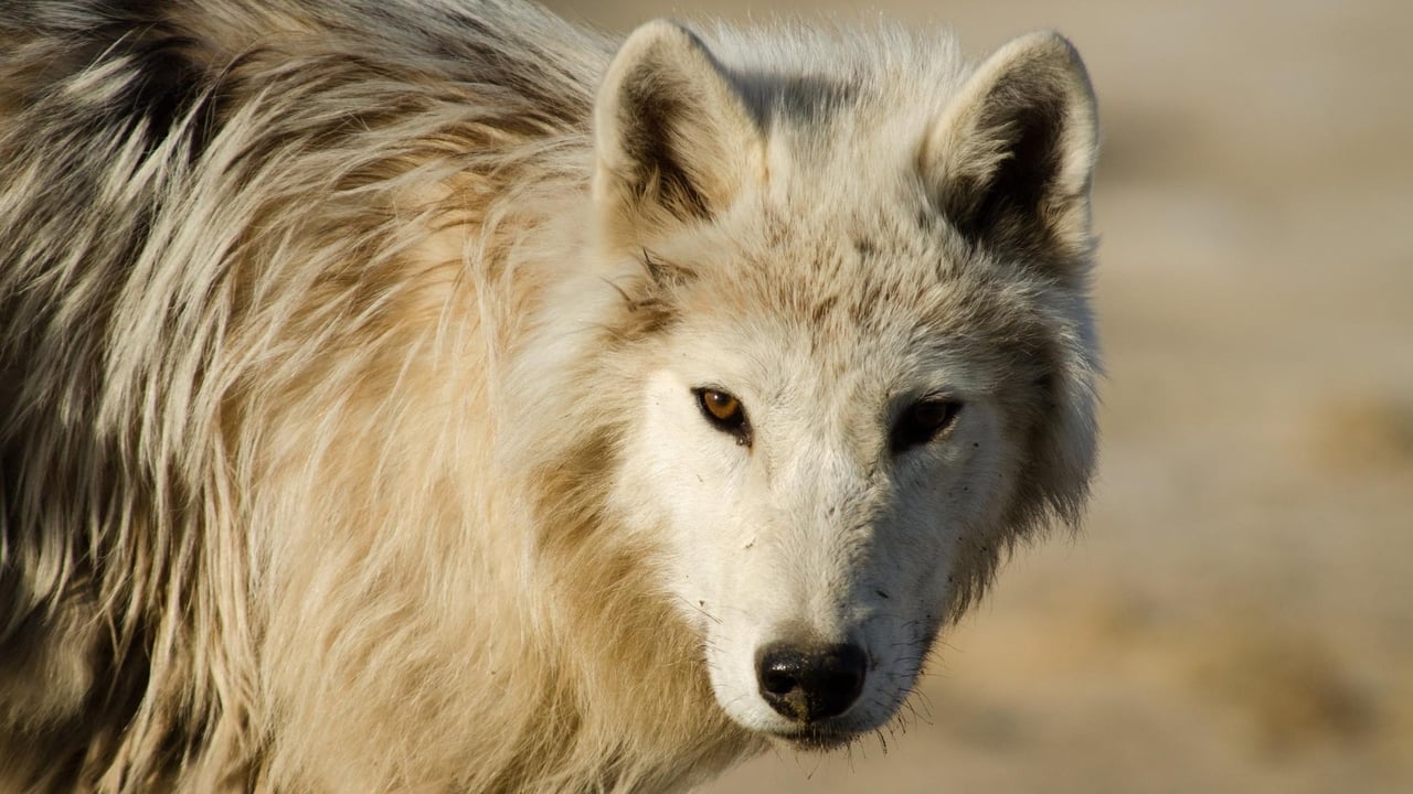 Nature - Season 36 Episode 7 : Arctic Wolf Pack