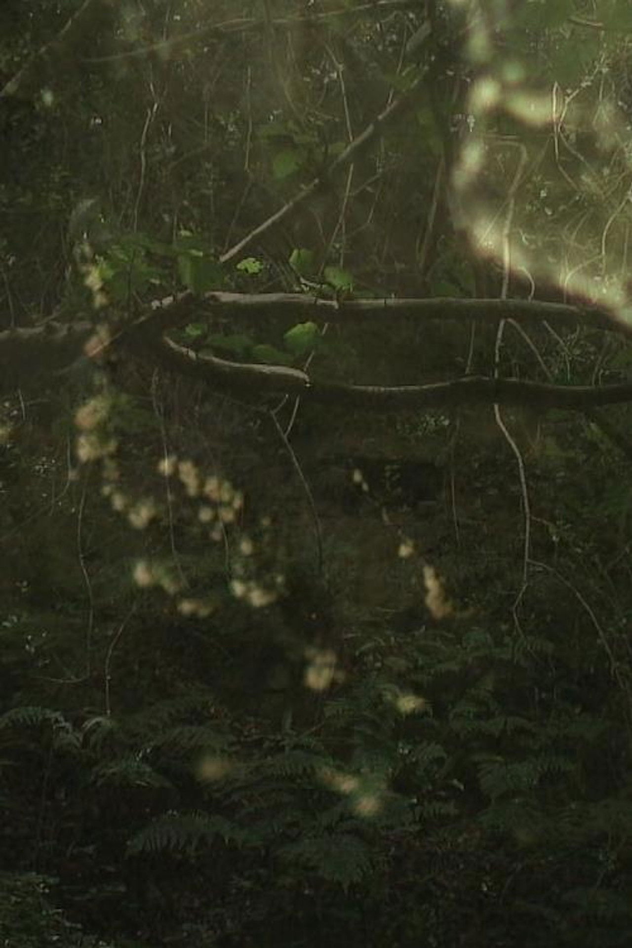 The Subterraneans Backdrop