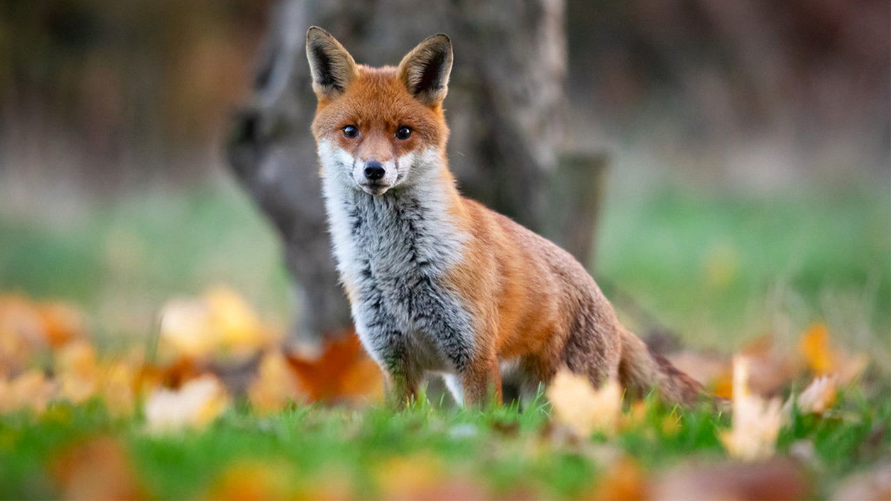 Autumnwatch — Épisode 2