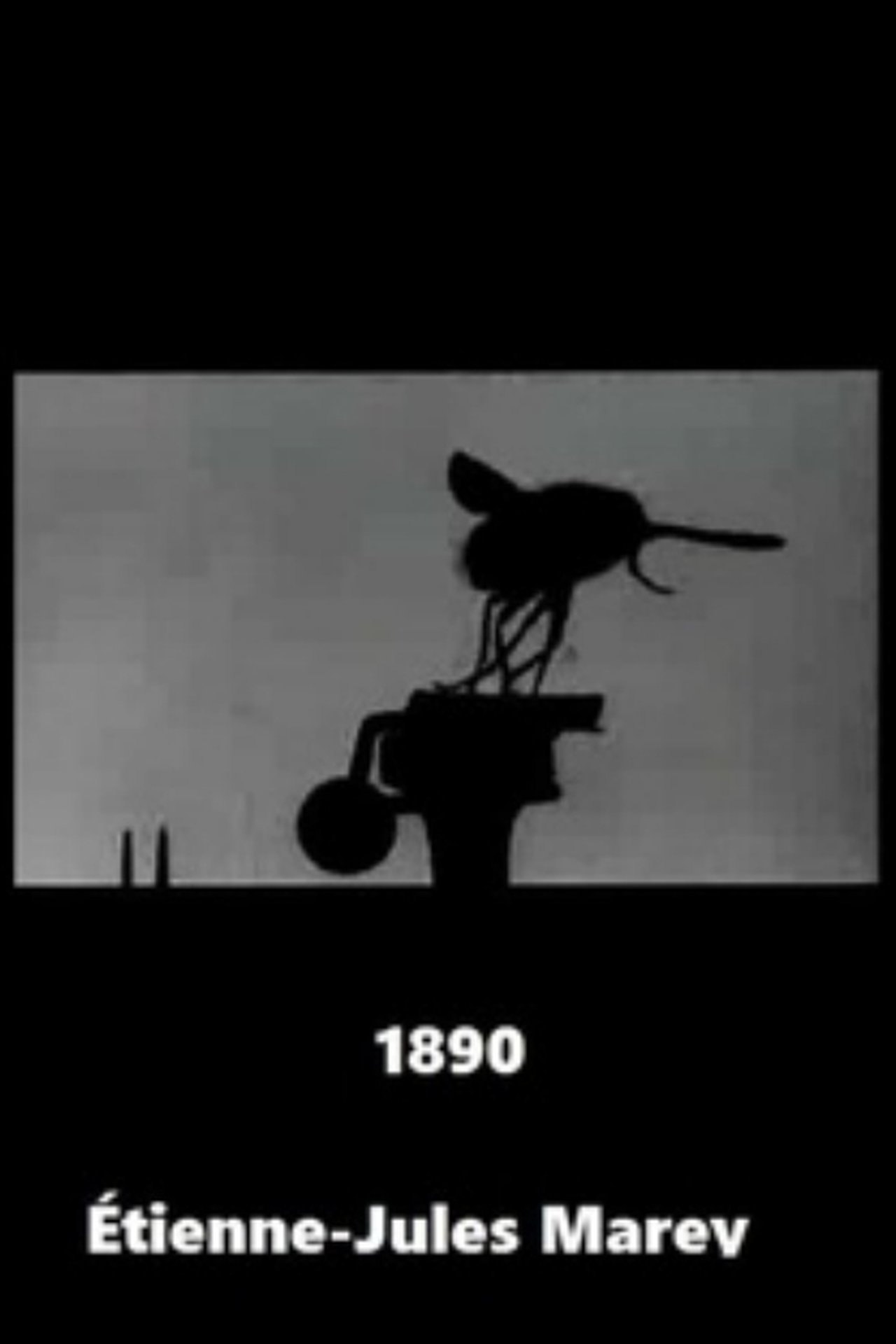 مشاهدة فيلم Flight of the Large Blue Fly مترجم بدون اعلانات - بوستر