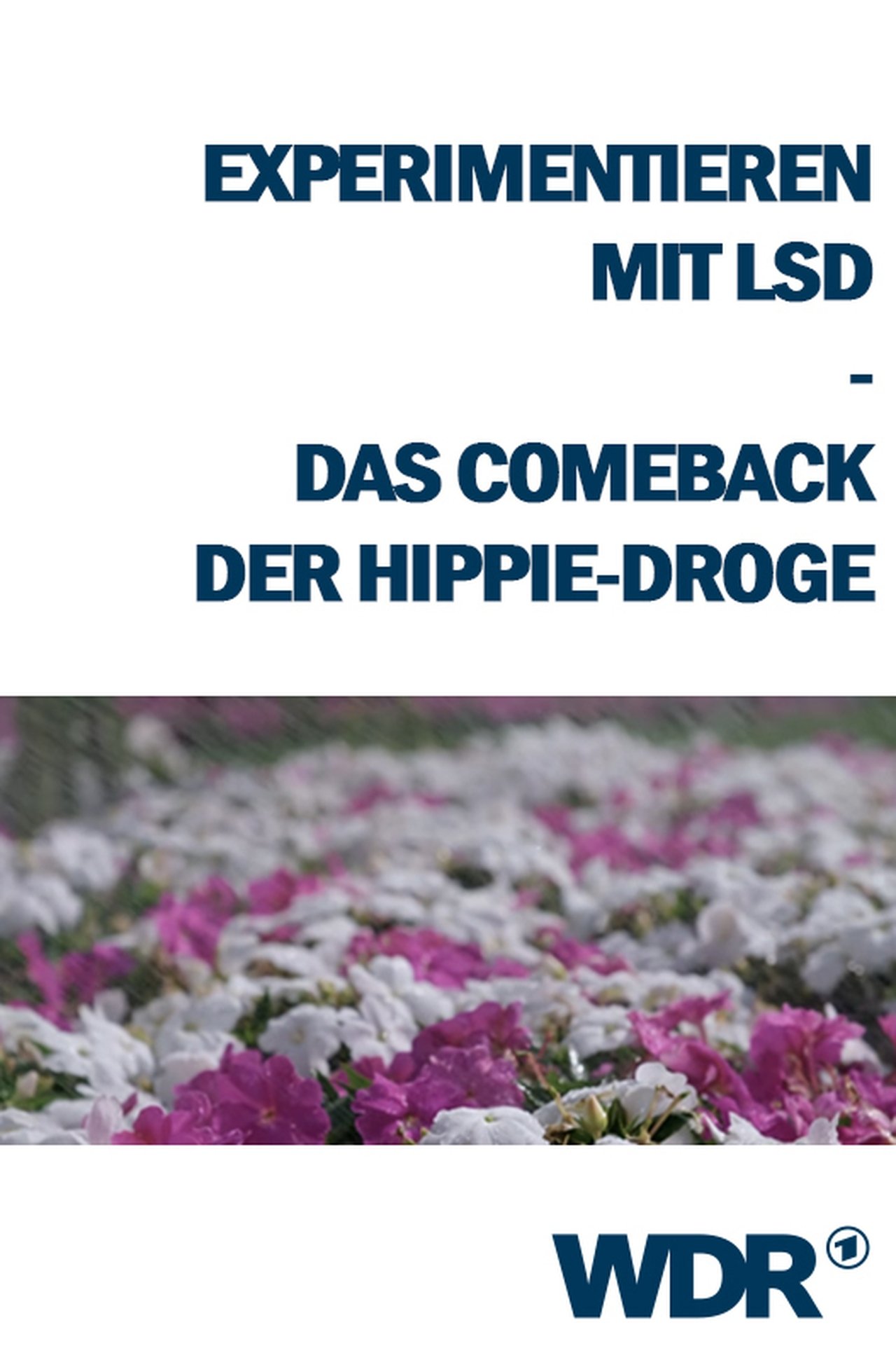 Experimentieren mit LSD - Das Comeback der Hippie-Droge Experimentieren mit LSD - Das Comeback der Hippie-Droge