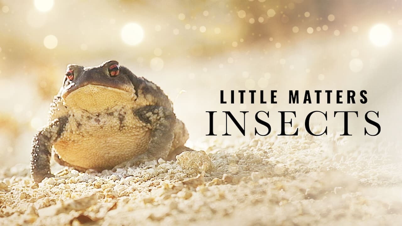 Scen från Little Matters: Insects