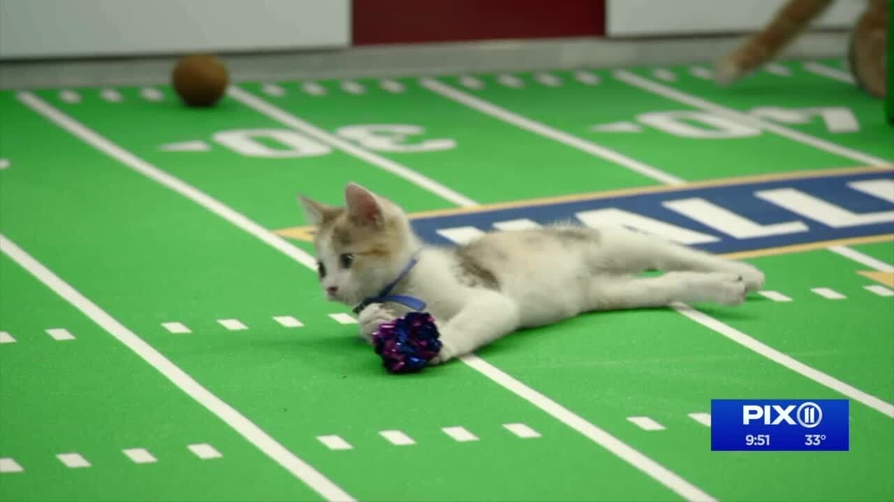 Cast and Crew of Kitten Bowl VIII Special