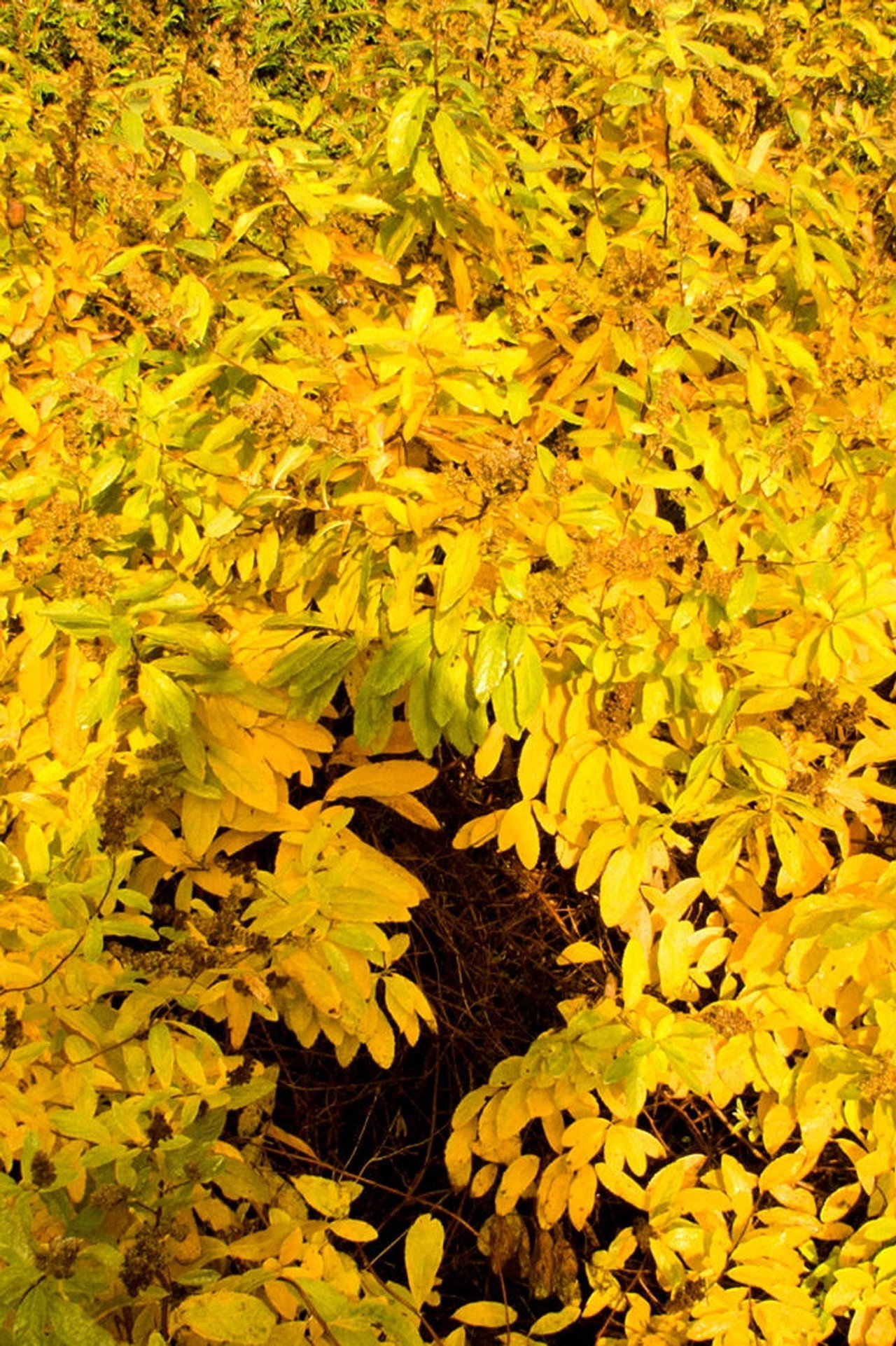 Mother Earth Breathing: The Garden (2014)