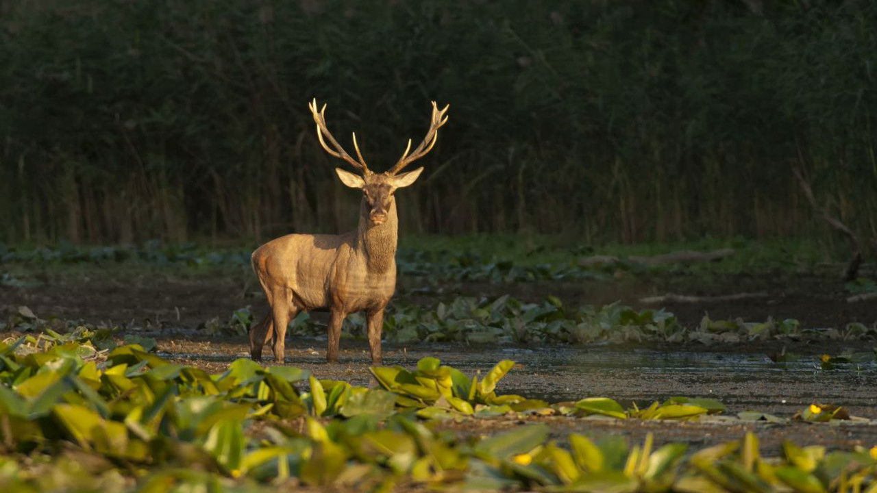 Gemenc – The World of Floodplains backdrop
