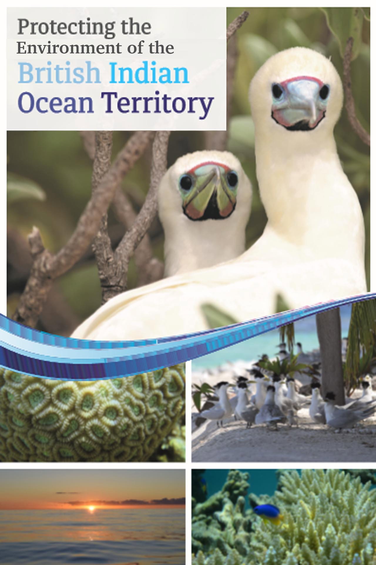 Protecting the Environment of the British Indian Ocean Territory Backdrop