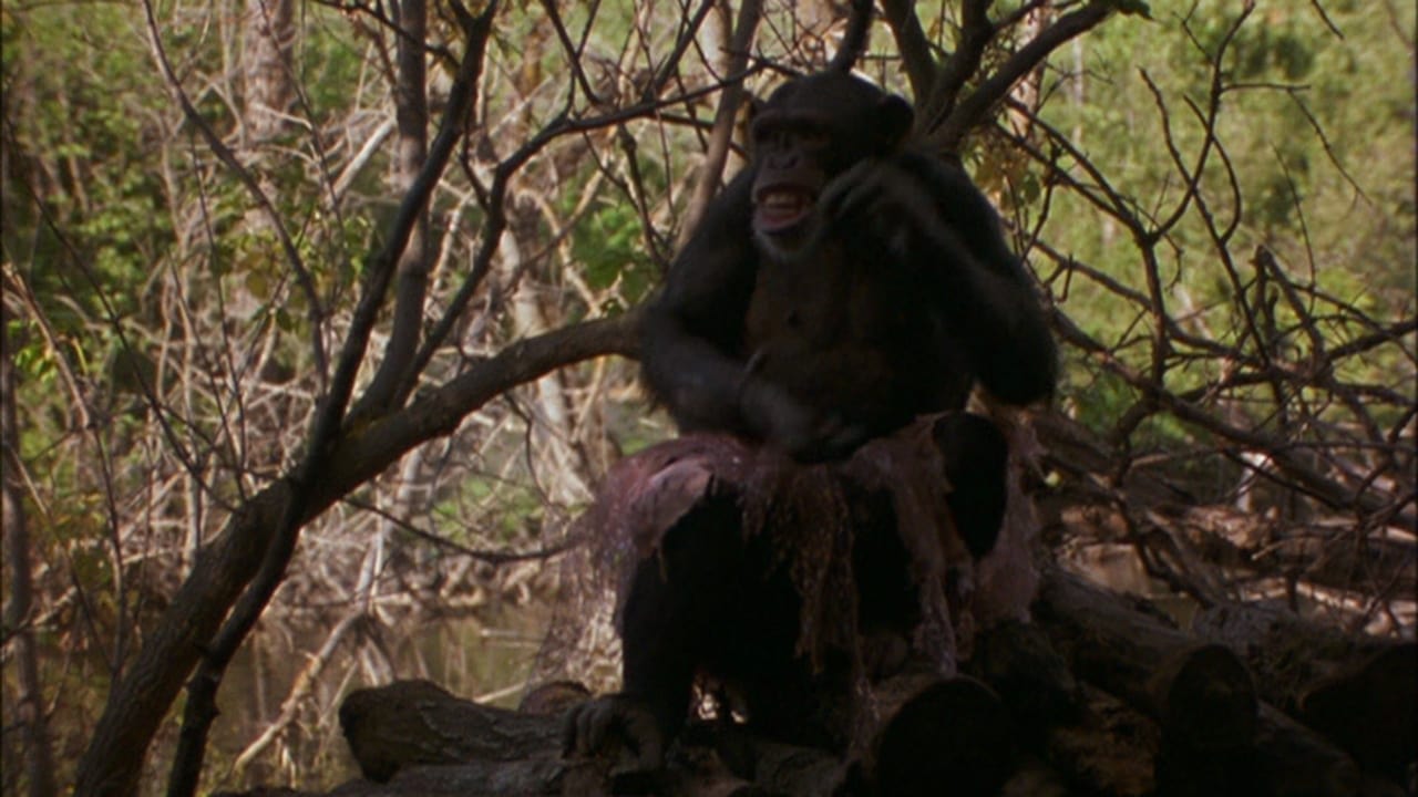 Scen från Summer of the Monkeys