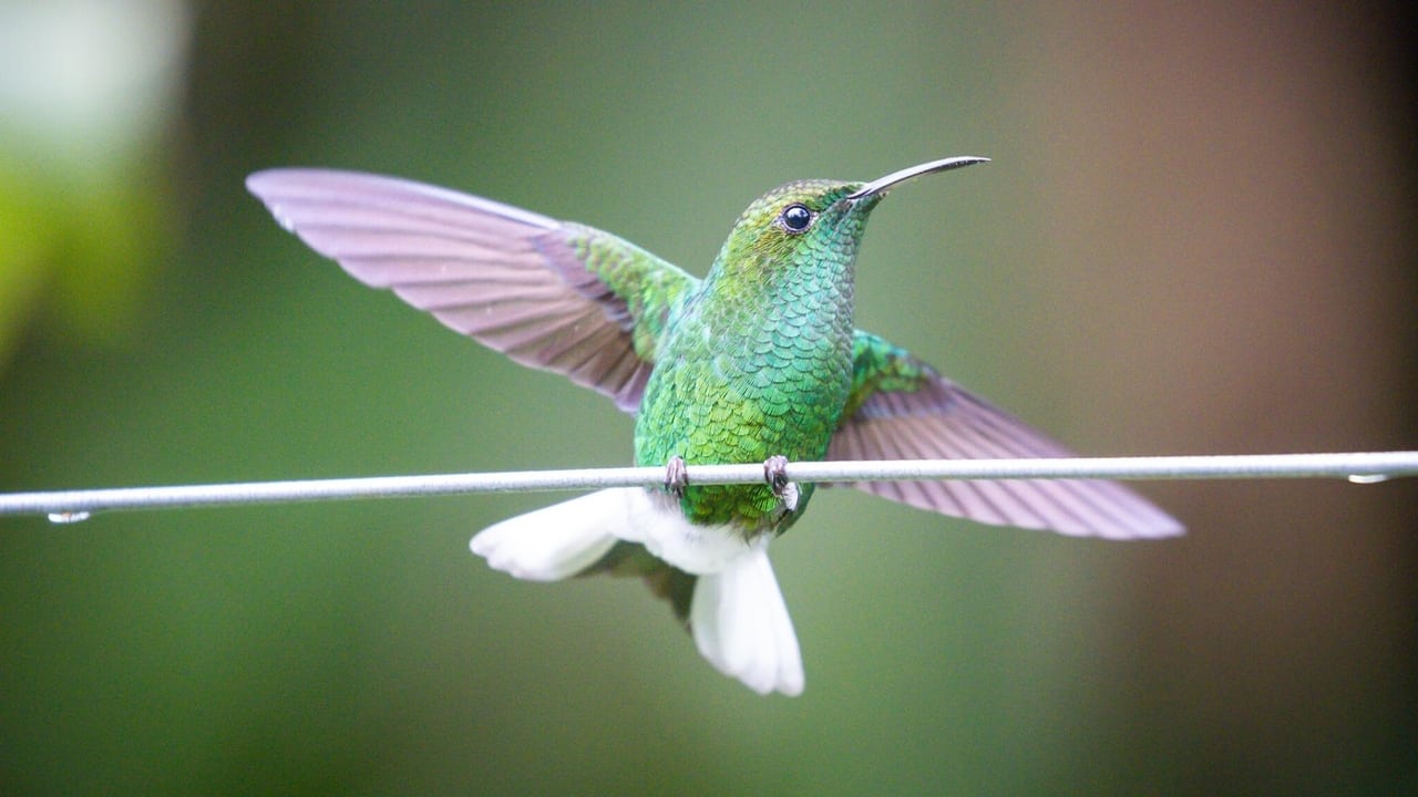 Nature - Season 41 Episode 10 : The Hummingbird Effect