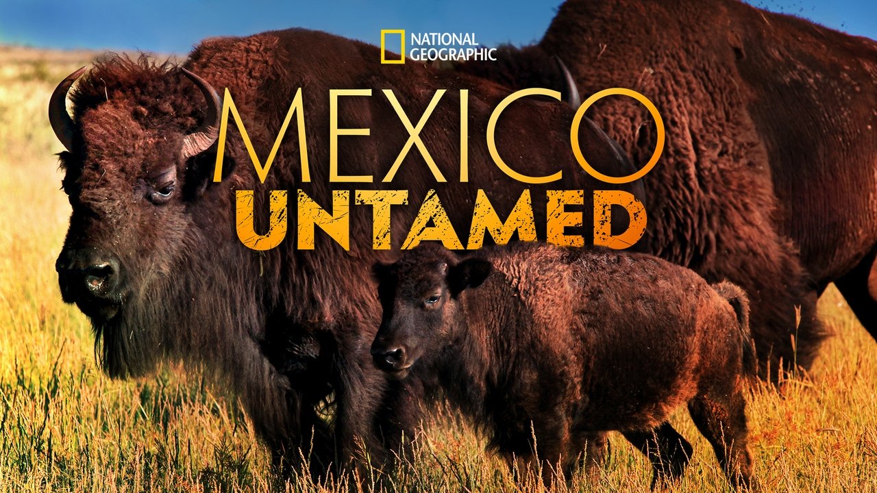 Mexico Untamed background